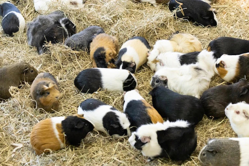 牧草の中で自由に過ごす様子