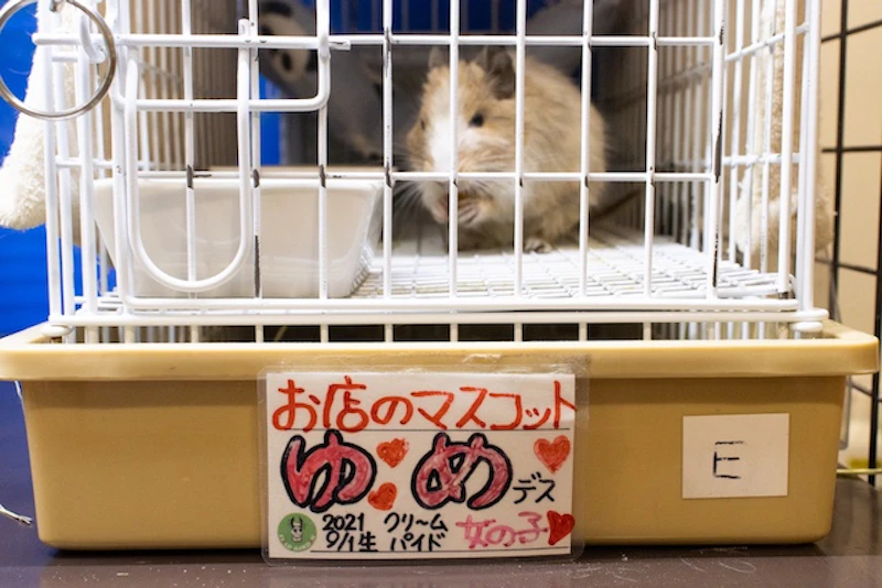 お店のマスコットゆめ