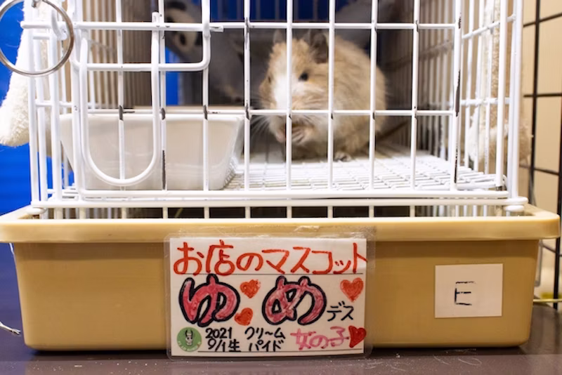 お店のマスコットゆめ
