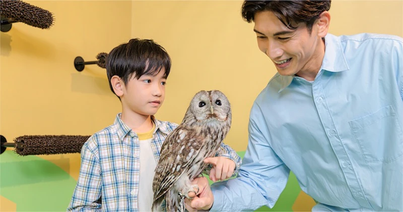 フクロウとの触れ合い