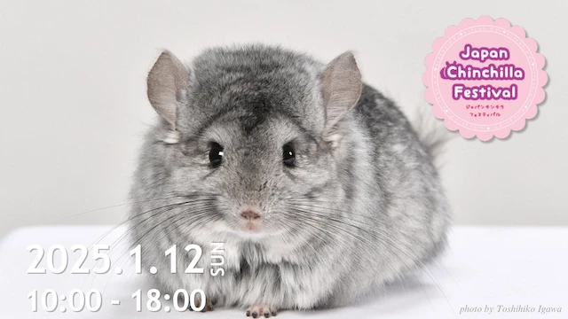 Japan Chinchilla Festivalメインビジュアル
