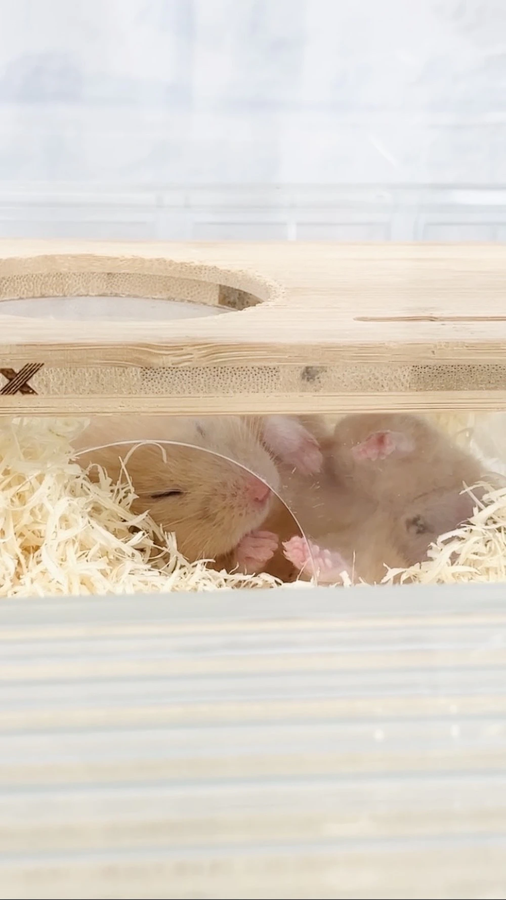 社員ハムのポテト