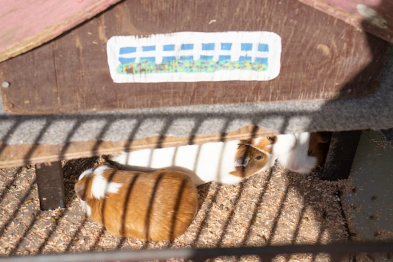 日向で温まるモルモットたち