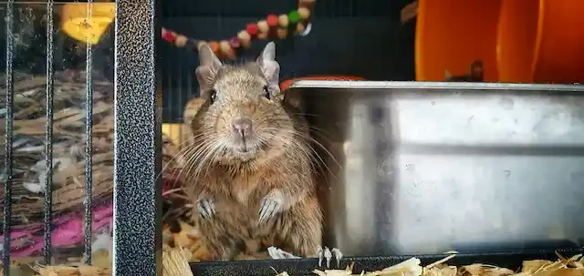 ハッピーなデグー