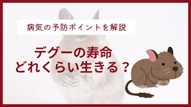デグーの寿命は5〜8年！かかりやすい6つの病気の予防に必要なことのサムネイル画像