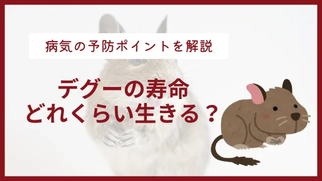 デグーの寿命は5〜8年！かかりやすい6つの病気の予防に必要なことのサムネイル画像