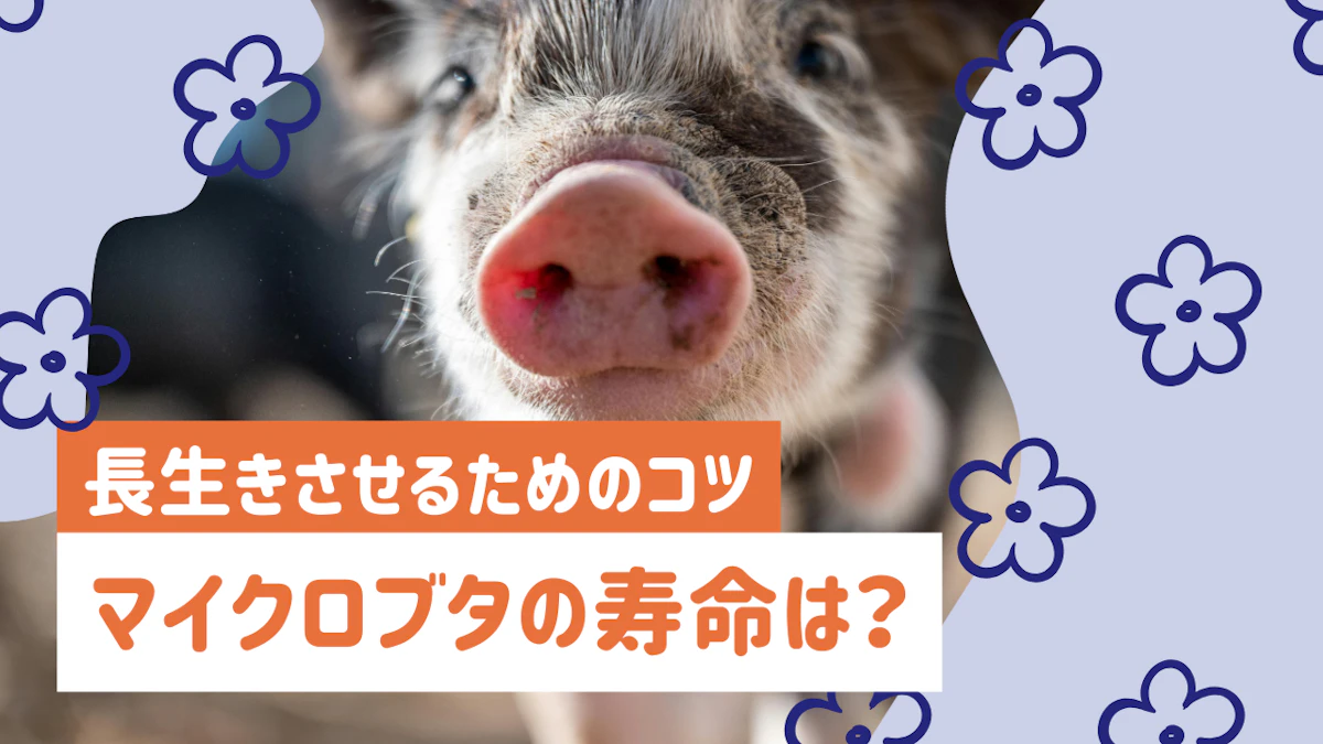 マイクロブタの寿命はどのくらい？平均寿命と長生きさせるための飼育ポイントを解説のサムネイル画像