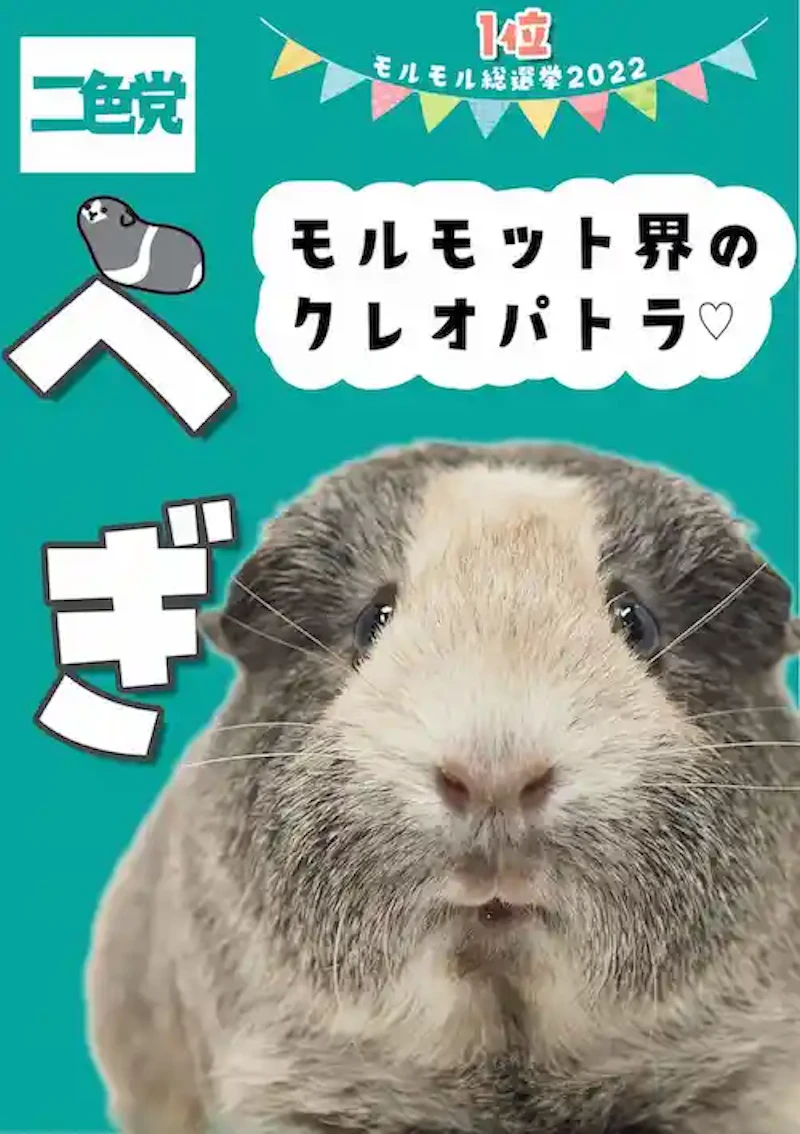 モルモットのへぎ