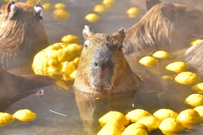 1996年から続く冬至時期の風物詩