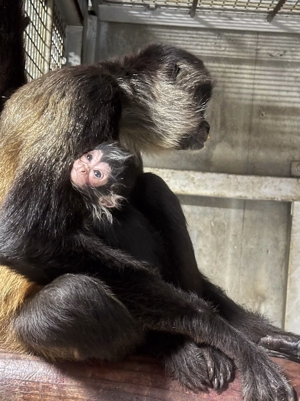 【東武動物公園】絶滅危惧種ジェフロイクモザルの赤ちゃんが約5年ぶりに誕生