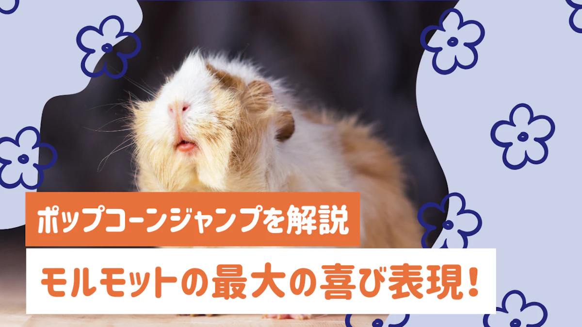 モルモットのポップコーンジャンプは最大の喜び表現！見られる場面を解説
