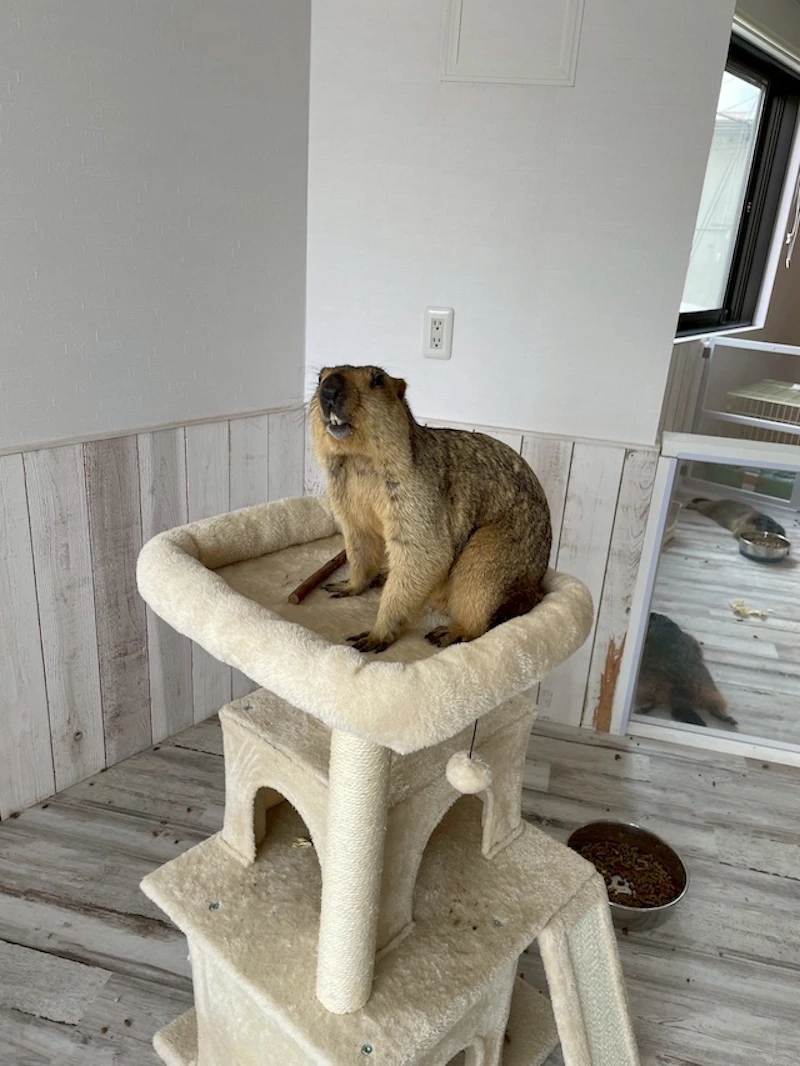 階段を登ったマーモット