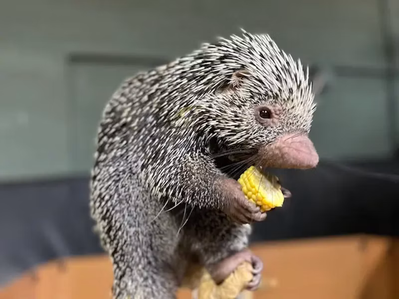 トウモロコシを食べるオマキヤマアラシ