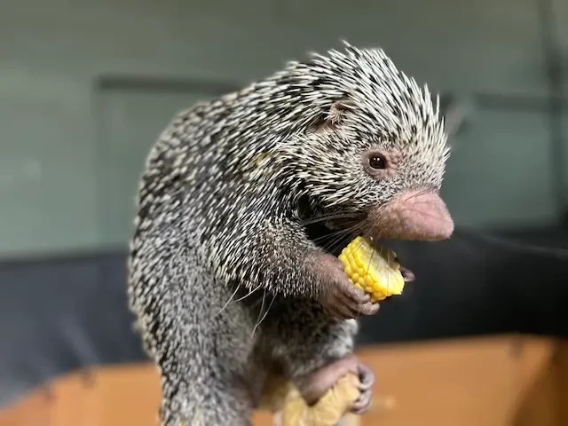 トウモロコシを食べるオマキヤマアラシ