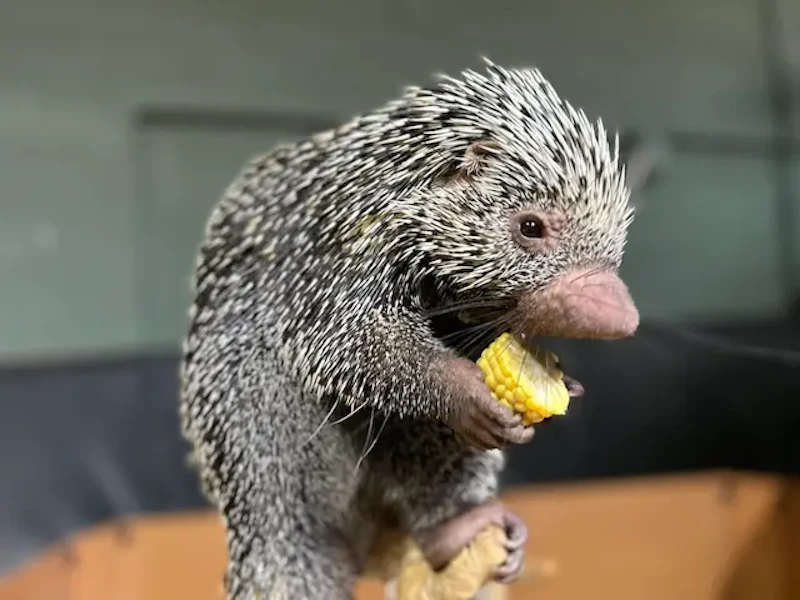 トウモロコシを食べるオマキヤマアラシ