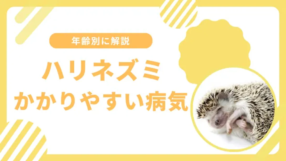 ハリネズミがかかりやすい6つの病気とは？年齢ごとに徹底解説