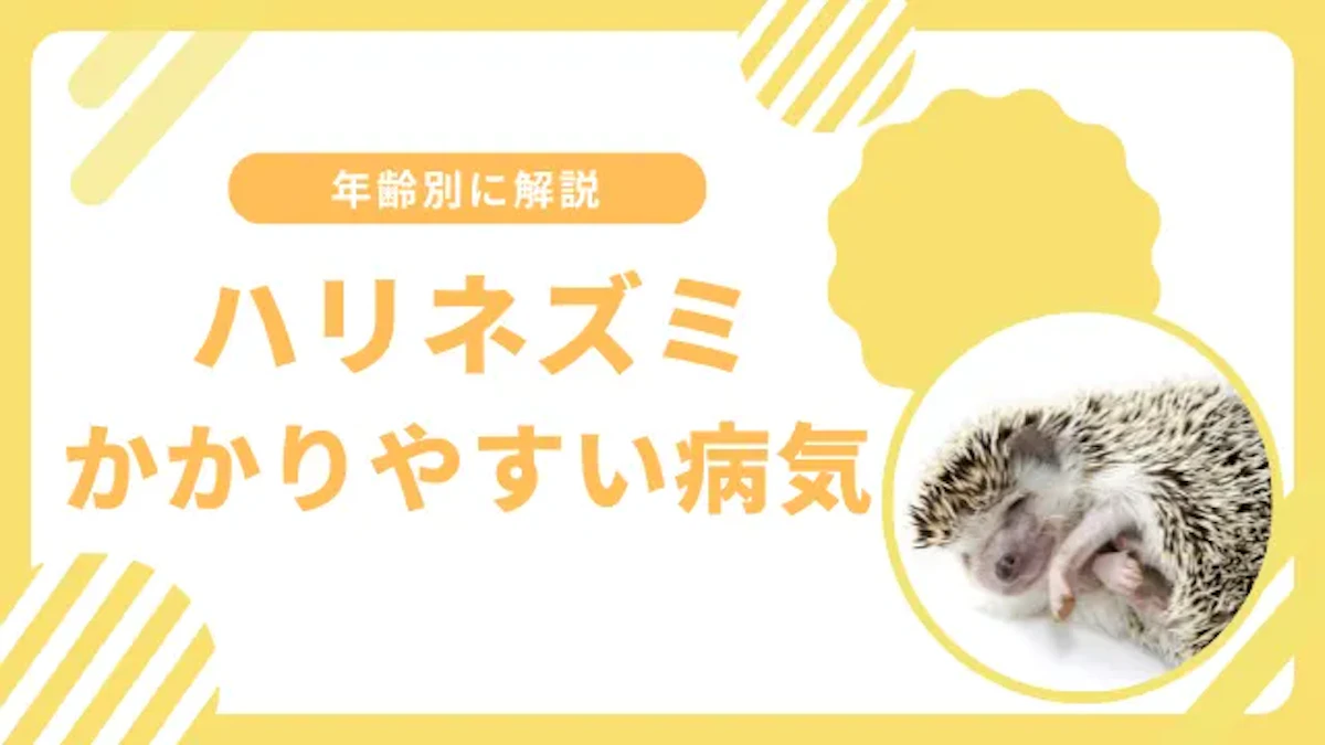 ハリネズミがかかりやすい6つの病気とは？年齢ごとに徹底解説
