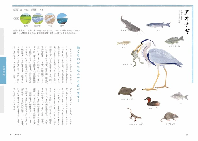 アオサギ