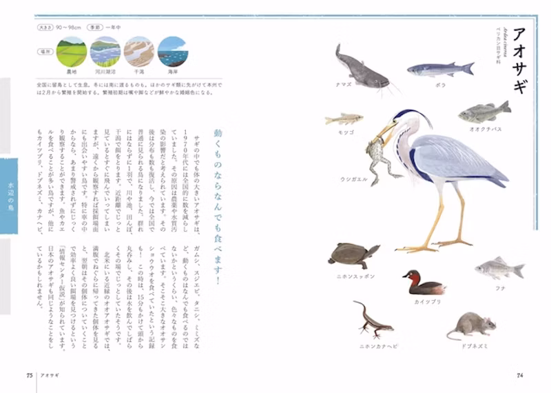 アオサギ