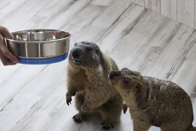 餌をもらうマーモット