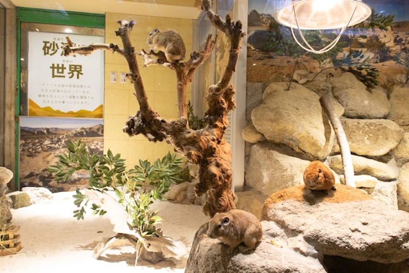 グンディが展示されている観察展示室