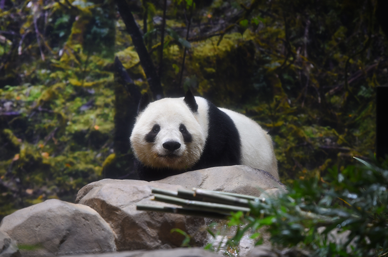 上野動物園、シャオシャオ＆レイレイの