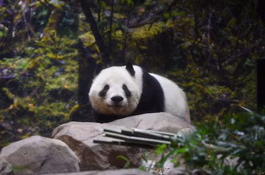 上野動物園、シャオシャオ&レイレイの"最後の近況報告"を公開。中国返還を前に「ご愛読いただきありがとうございました」のサムネイル画像
