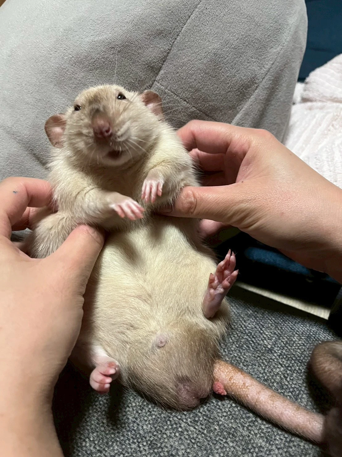 つままれるラット