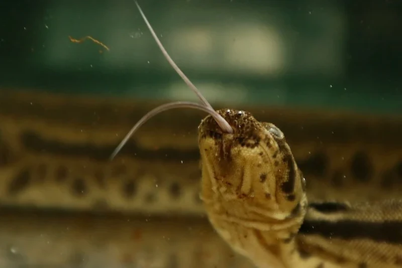 ジャワヤスリヘビ