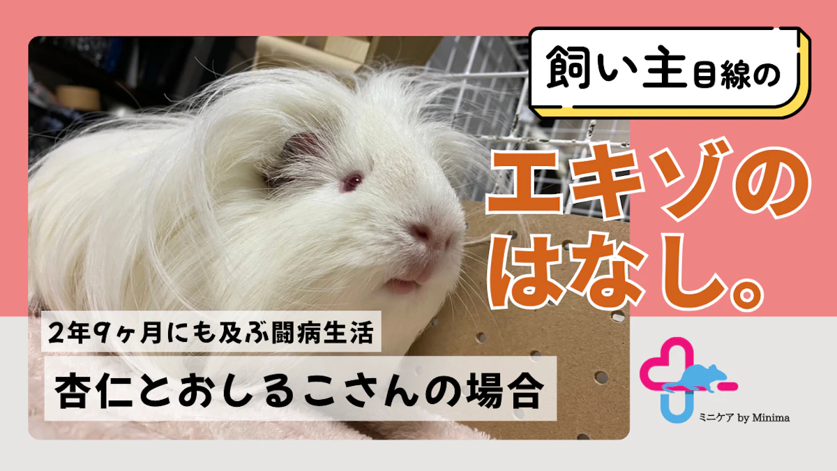 不正咬合のモルモットと2年9ヶ月に及ぶ闘病生活。信頼できる動物病院を見つける大切さ【エキゾのはなし。#2】