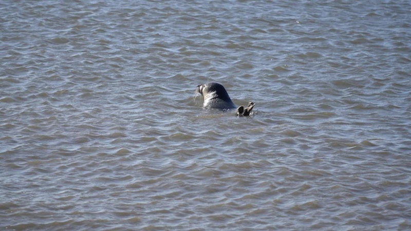 ついに海に入っていった／©Tonton Train