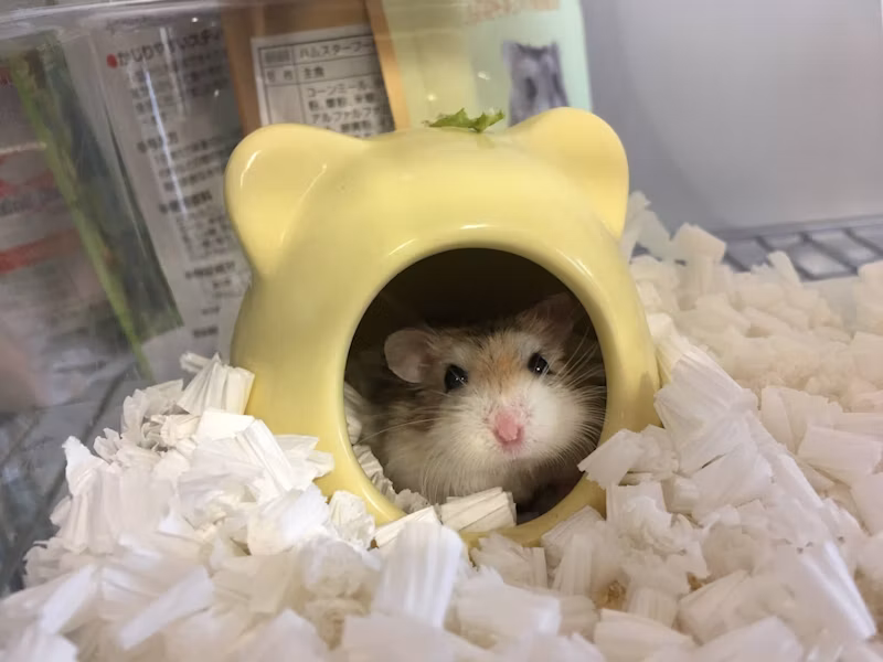れいたん