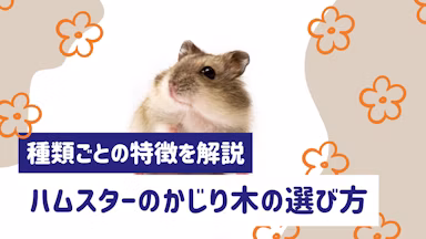 ハムスターのかじり木はどう選ぶ？種類ごとの特徴と失敗しない選び方を解説のサムネイル画像