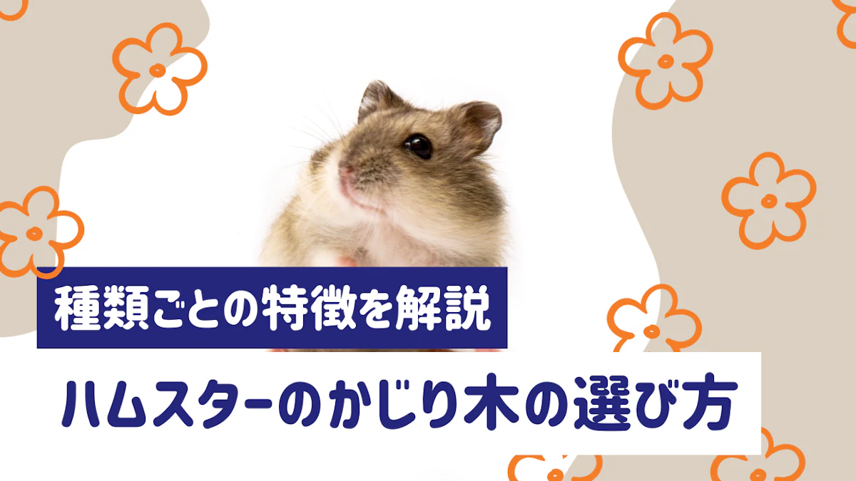 ハムスターのかじり木はどう選ぶ？種類ごとの特徴と失敗しない選び方を解説