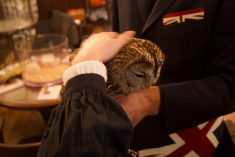 フクロウのモリリンを撫でさせてもらいました