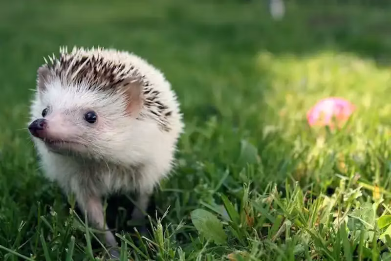 花とハリネズミ