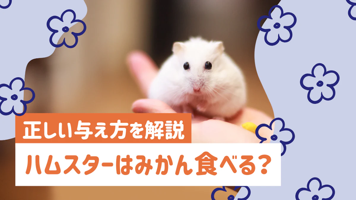 ハムスターはみかんを食べられる！適量や注意点、正しい与え方を解説