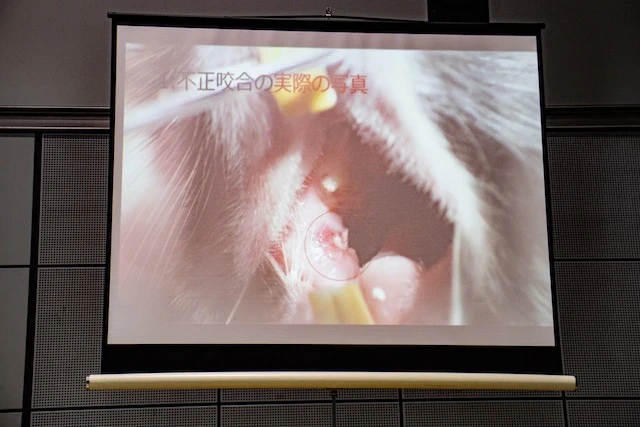 不正咬合の実際の写真