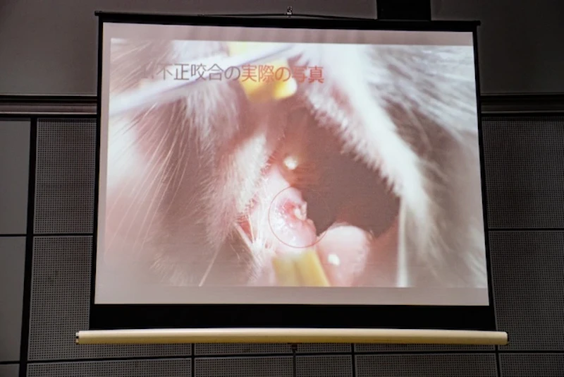 不正咬合の実際の写真