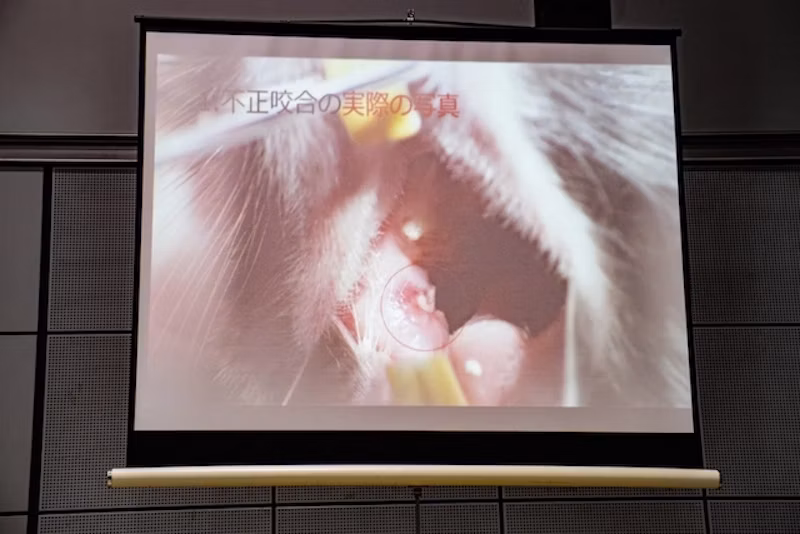 不正咬合の実際の写真