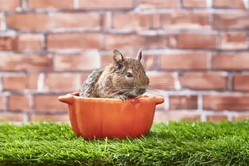 器に入ったデグー