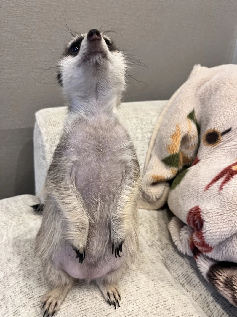 ミーアキャット