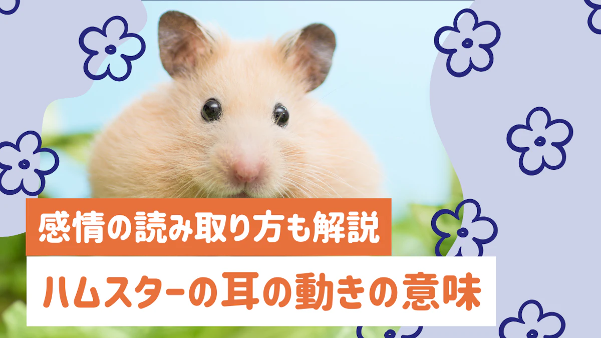 ハムスターの耳の動きには意味がある！ 感情の読み取り方から病気の見分け方まで解説