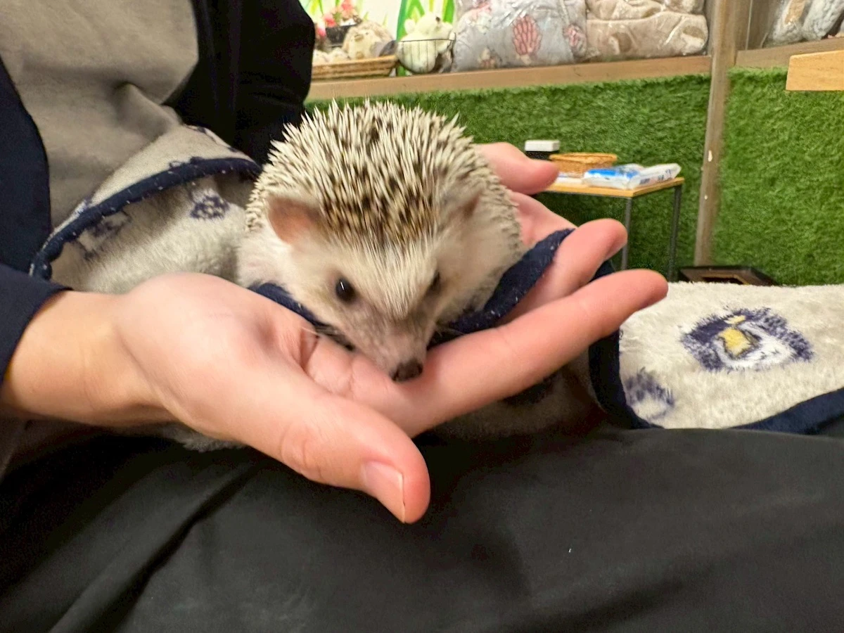 ハリネズミとふれあい