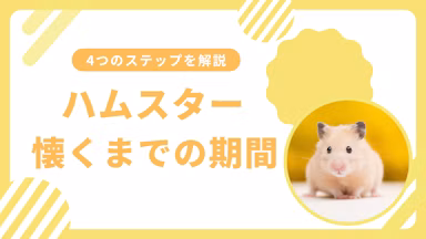 ハムスターがなつく方法と期間|初心者でもできる信頼関係の築き方のサムネイル画像