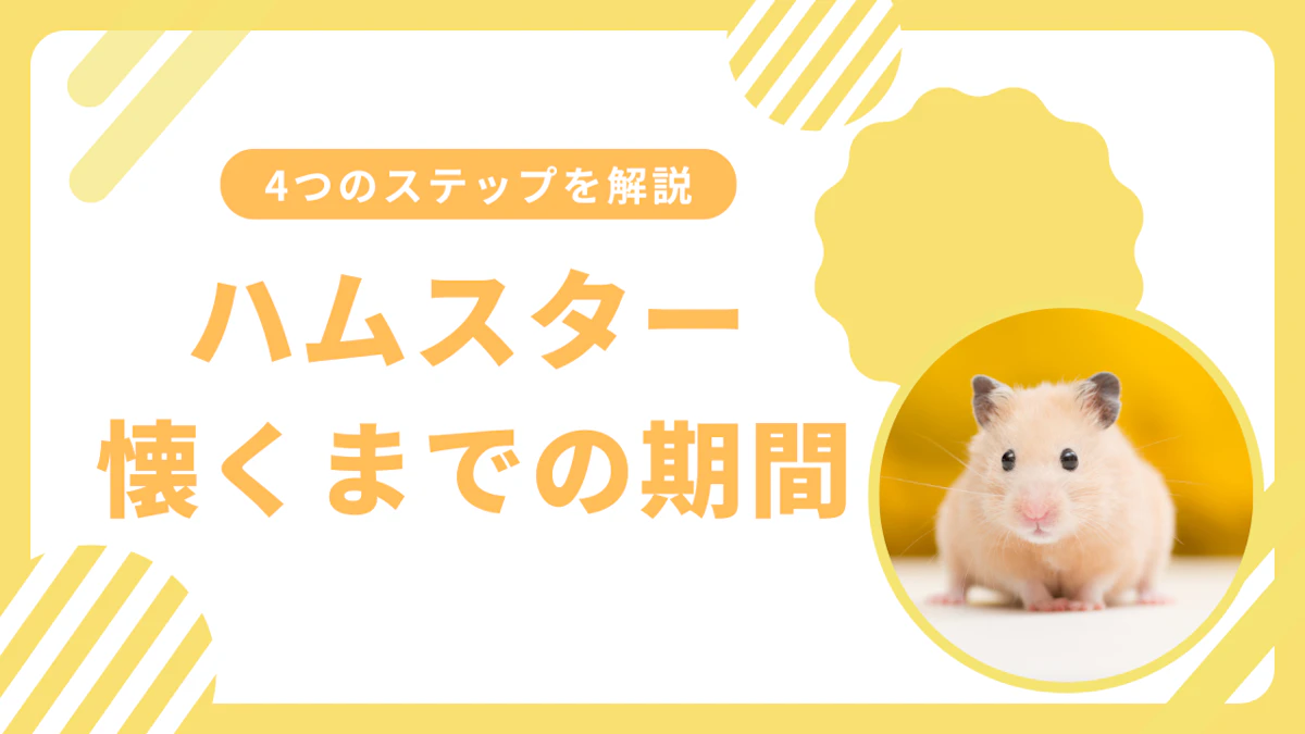 ハムスターがなつく方法と期間｜初心者でもできる信頼関係の築き方