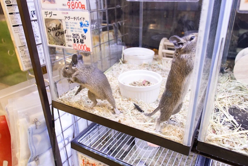 飼育されているデグー