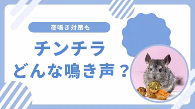  チンチラの鳴き声の種類と意味は？病気のサインから夜鳴き対策までのサムネイル画像