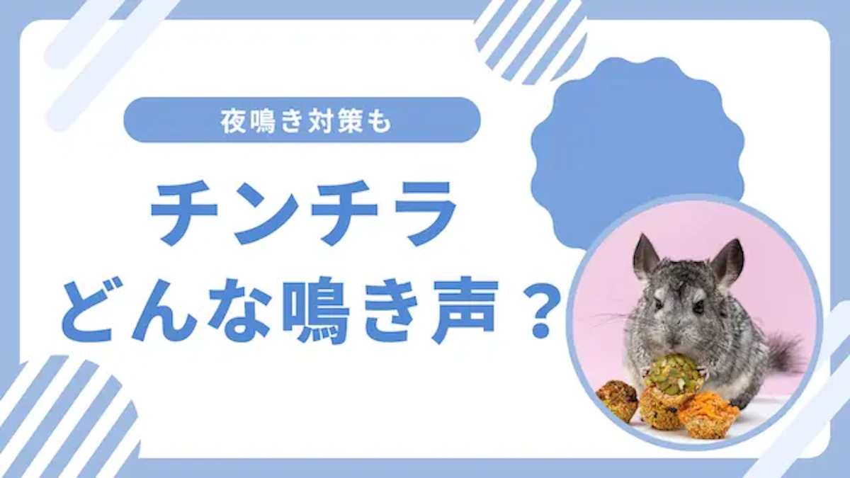  チンチラの鳴き声の種類と意味は？病気のサインから夜鳴き対策までのサムネイル画像