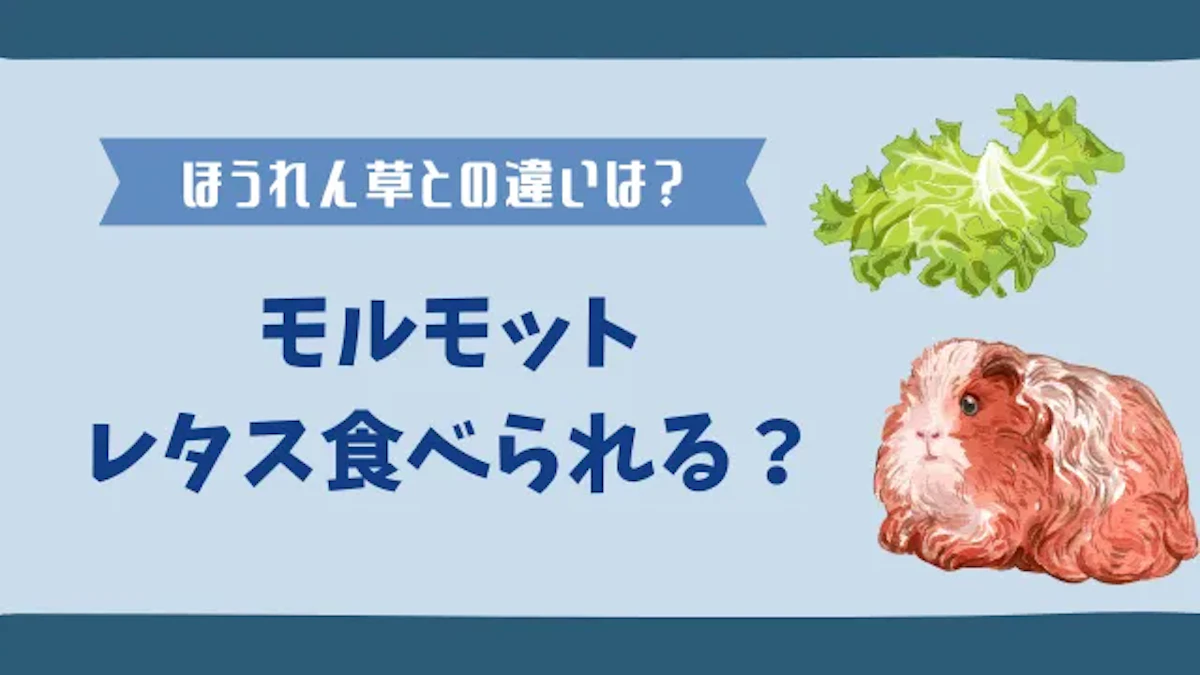 モルモットにレタスを与えても大丈夫｜栄養と食感に優れたおやつに